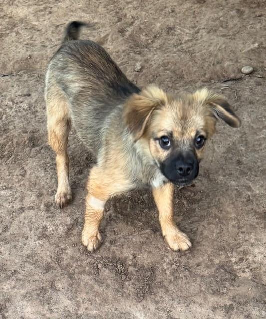 Enlarge Carter, a Adoptable mixed breed in Cushing, OK image 2/2
