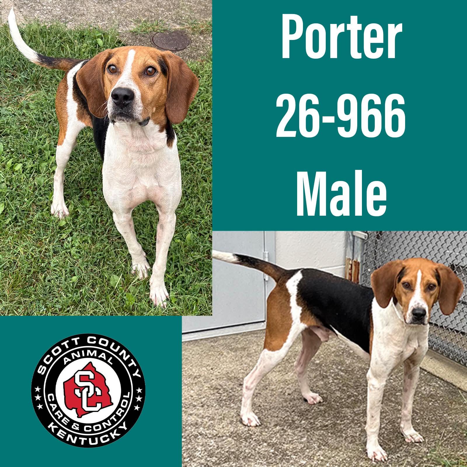 Porter, Adoptable, Adult Male Hound.