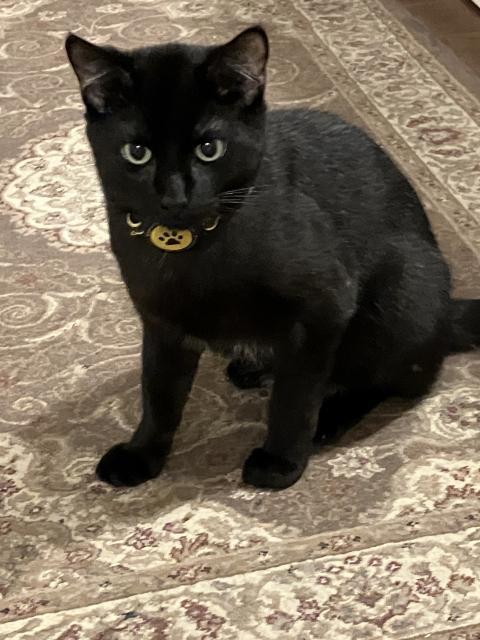 Enlarge Mikey, a ADOPTABLE Domestic Short Hair in Chilliwack, BC image 1/1