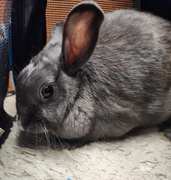 Enlarge STORMIE, a Adoptable Bunny Rabbit in Burbank, CA image 1/1