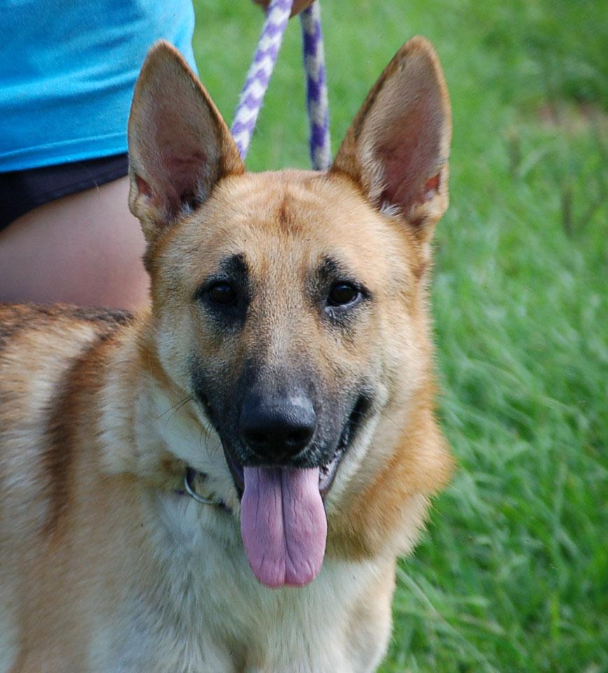 Enlarge LEO, a Adoptable German Shepherd Dog in Preston, CT image 3/6