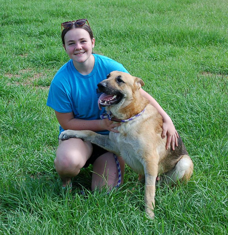 Enlarge LEO, a Adoptable German Shepherd Dog in Preston, CT image 6/6