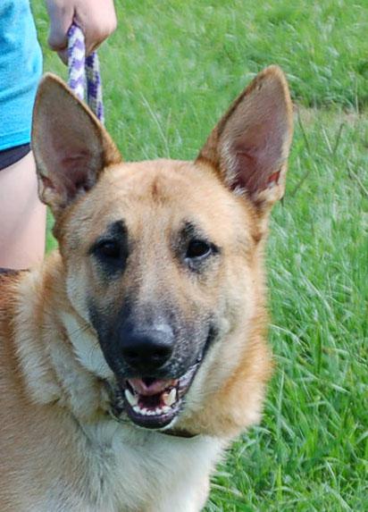 Enlarge LEO, a Adoptable German Shepherd Dog in Preston, CT image 4/6