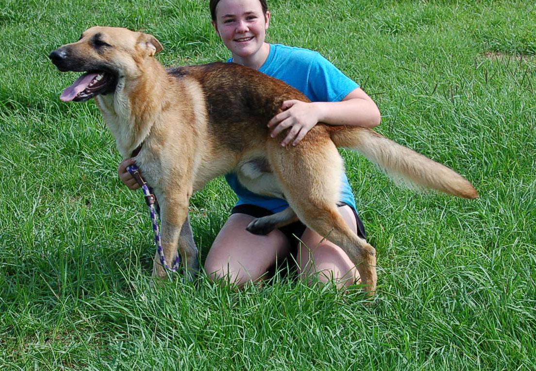 Enlarge LEO, a Adoptable German Shepherd Dog in Preston, CT image 2/6