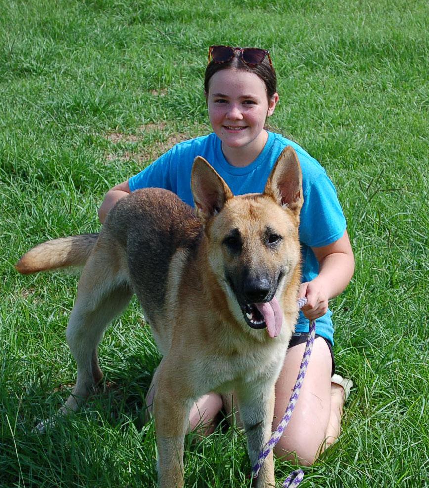LEO, Adoptable, Young Male German Shepherd Dog.