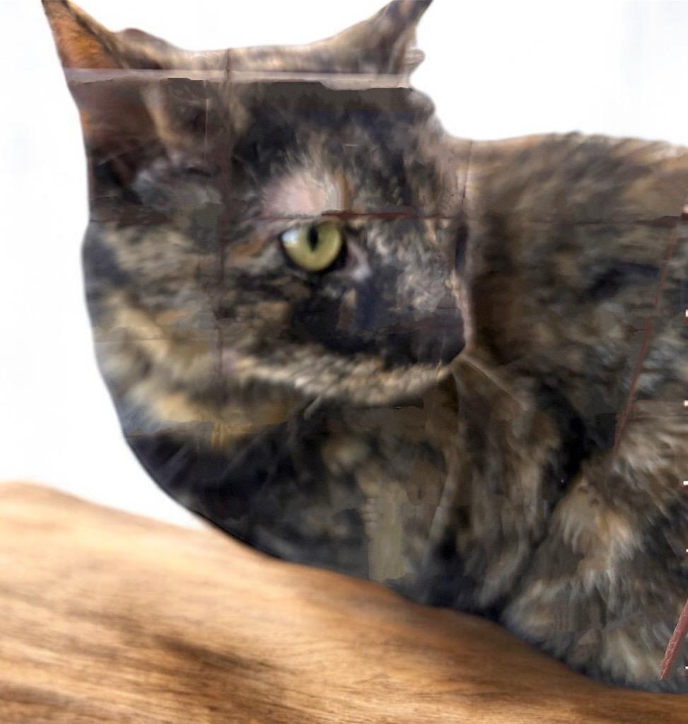 Enlarge Toni, a Adopted mixed breed in Pittsfield, IL image 2/2