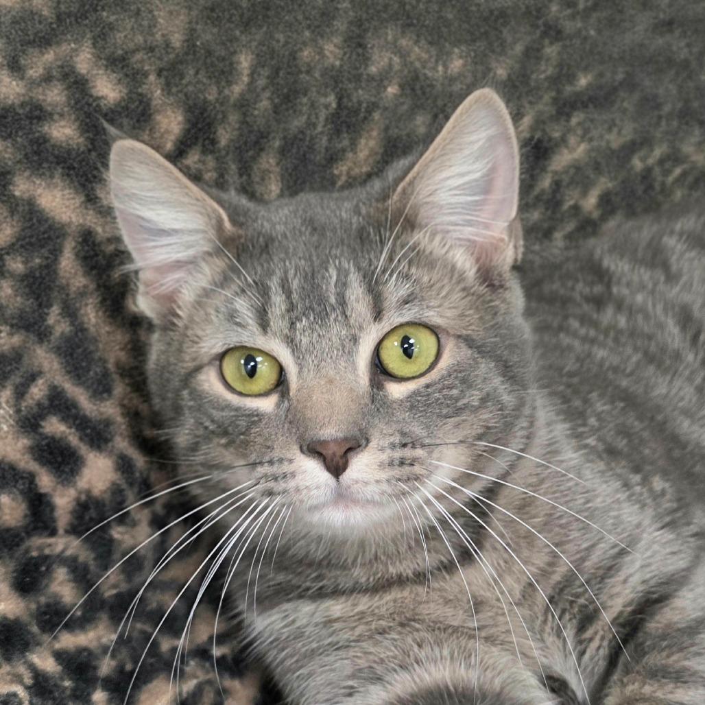 Tito — thumbnail 2