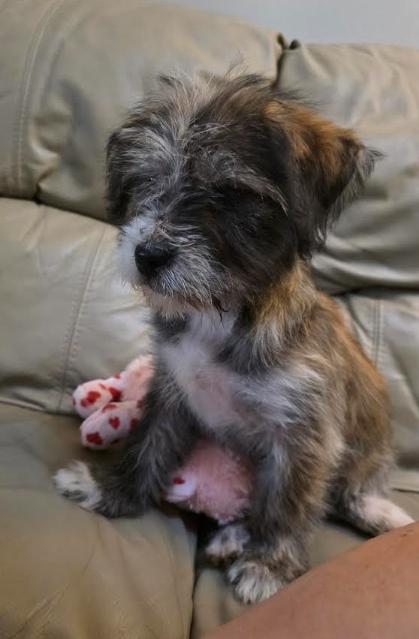 Banjo, Adoptable, Puppy Male Wheaten Terrier & Border Terrier.