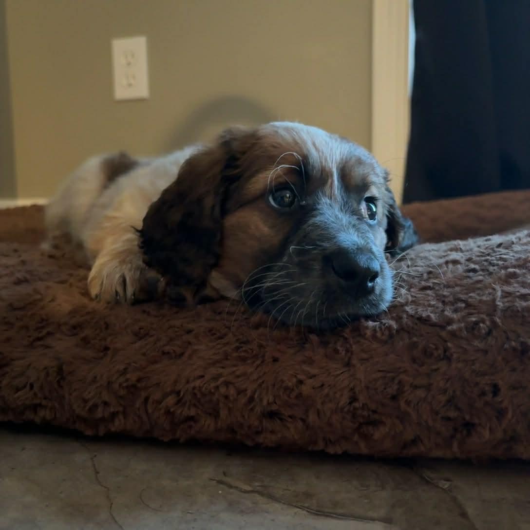 Enlarge Hazel, an adopted mixed breed in Rochester, NY image 2/6