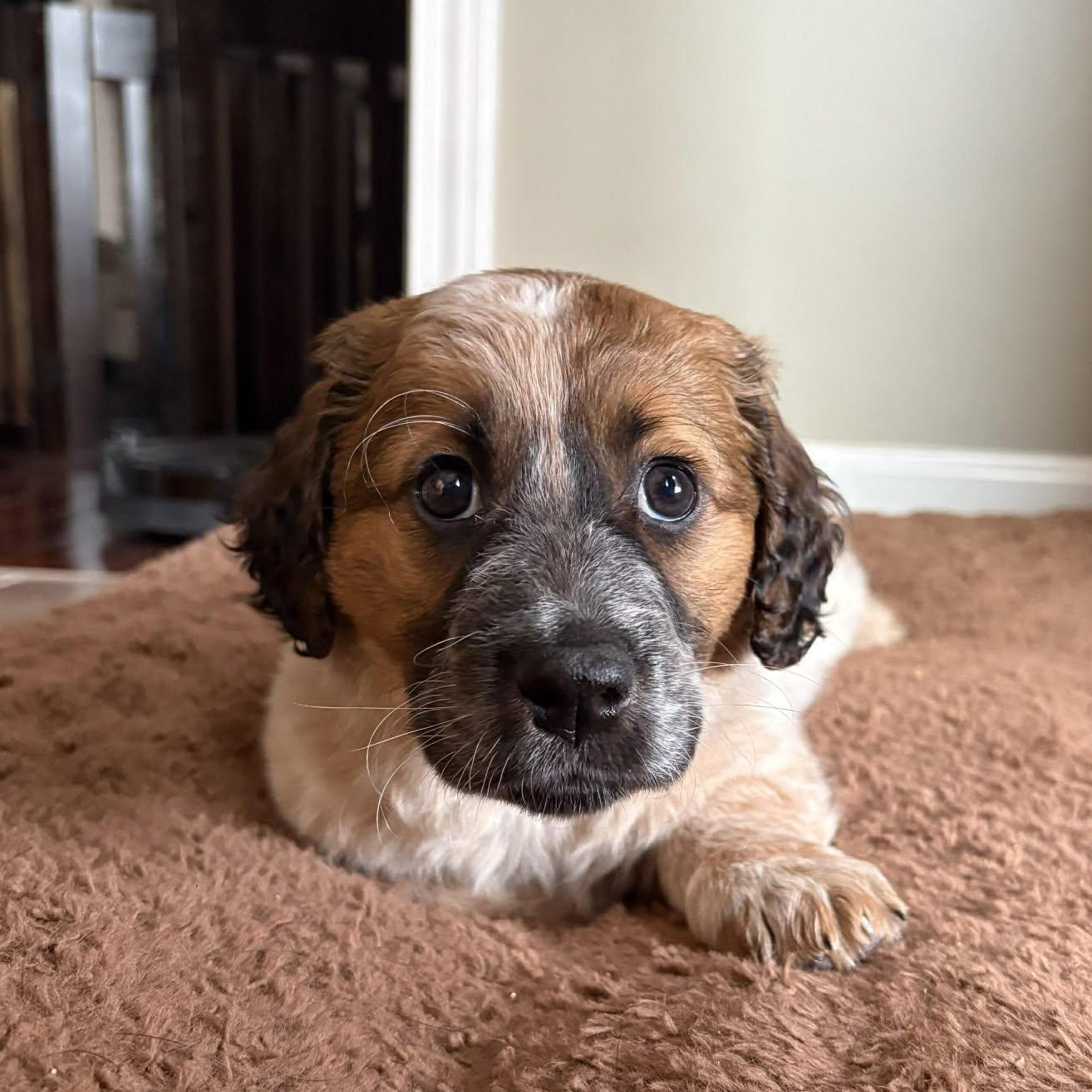 Hazel, adopted, Puppy Female Basset Hound & Australian Cattle Dog / Blue Heeler.