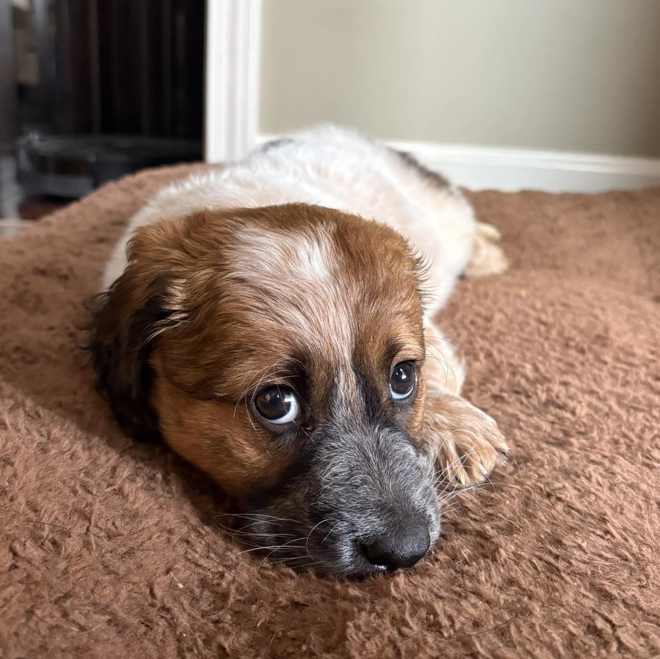 Enlarge Hazel, an adopted mixed breed in Rochester, NY image 4/6