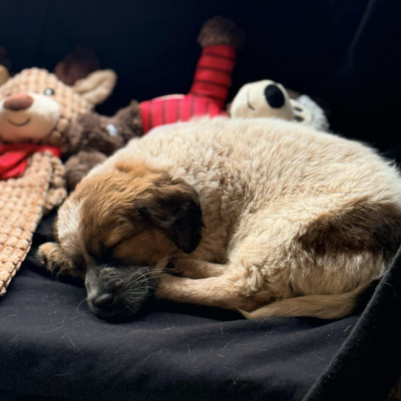 Enlarge Hazel, an adopted mixed breed in Rochester, NY image 3/6
