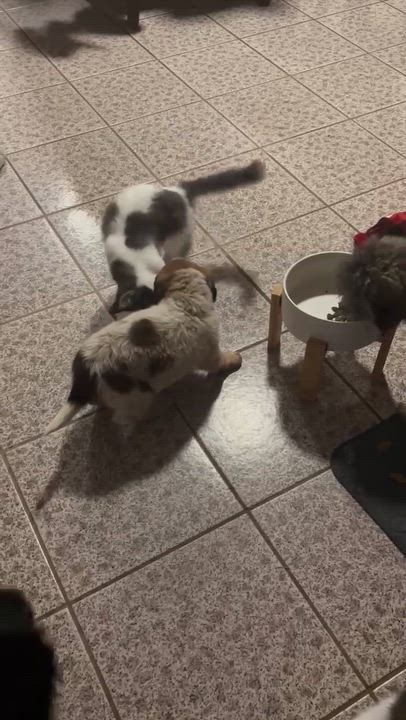 Enlarge Hazel, an adopted mixed breed in Rochester, NY video 6/6