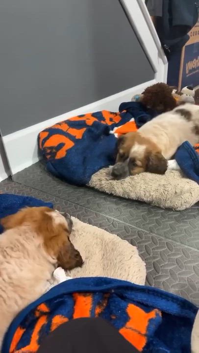 Enlarge Hazel, an adopted mixed breed in Rochester, NY video 5/6