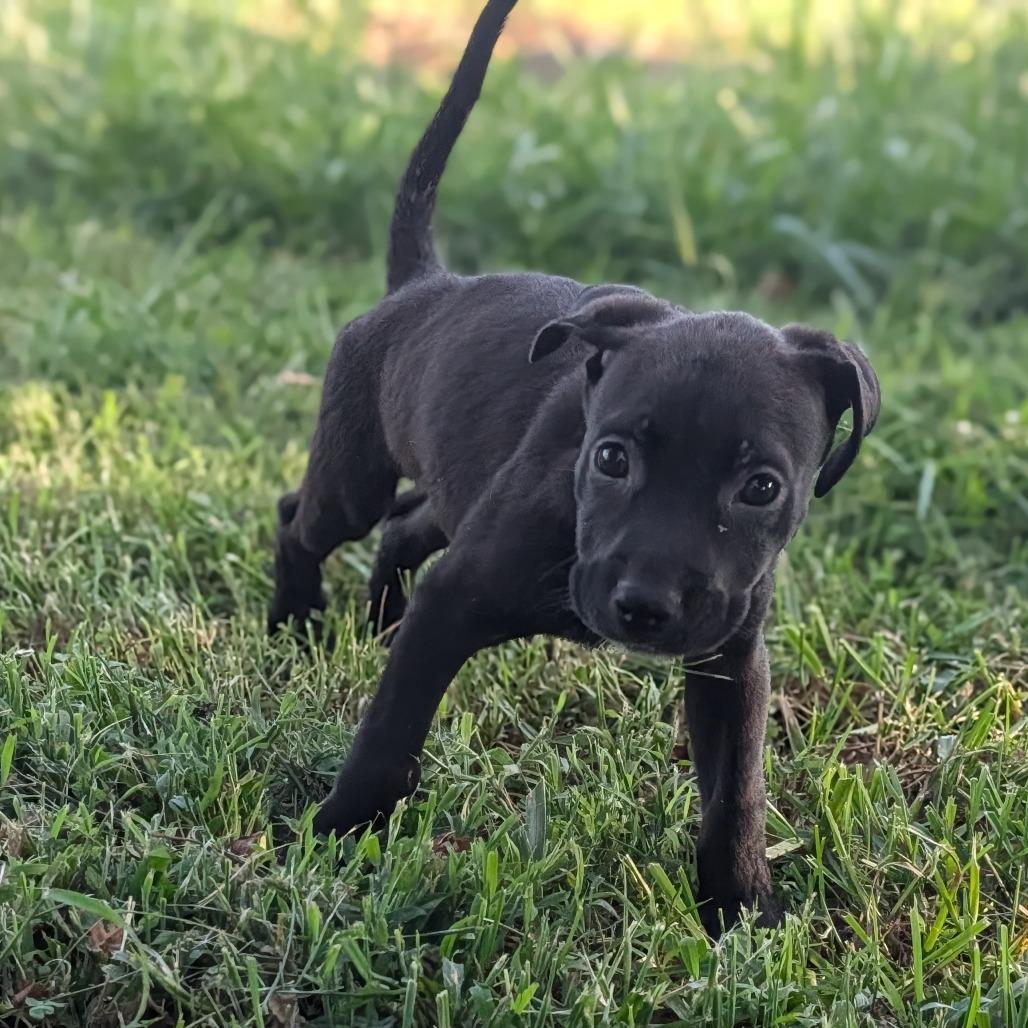 Enlarge Beth, a Adoptable Mixed Breed in Melbourne, KY image 2/4