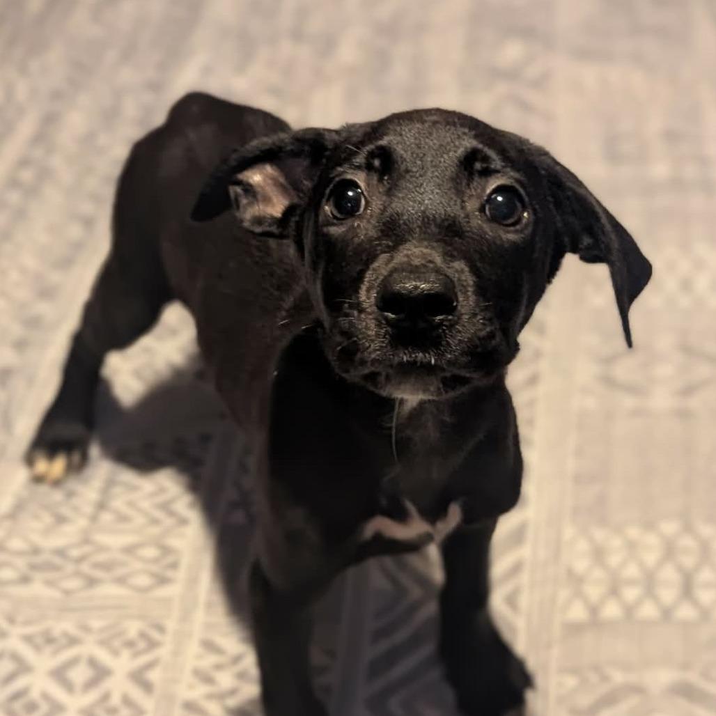 Enlarge Beth, a Adoptable Mixed Breed in Melbourne, KY image 3/4