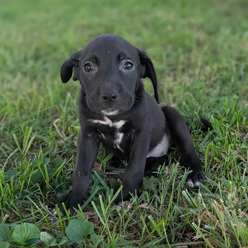 Enlarge Beth, a Adoptable Mixed Breed in Melbourne, KY image 4/4