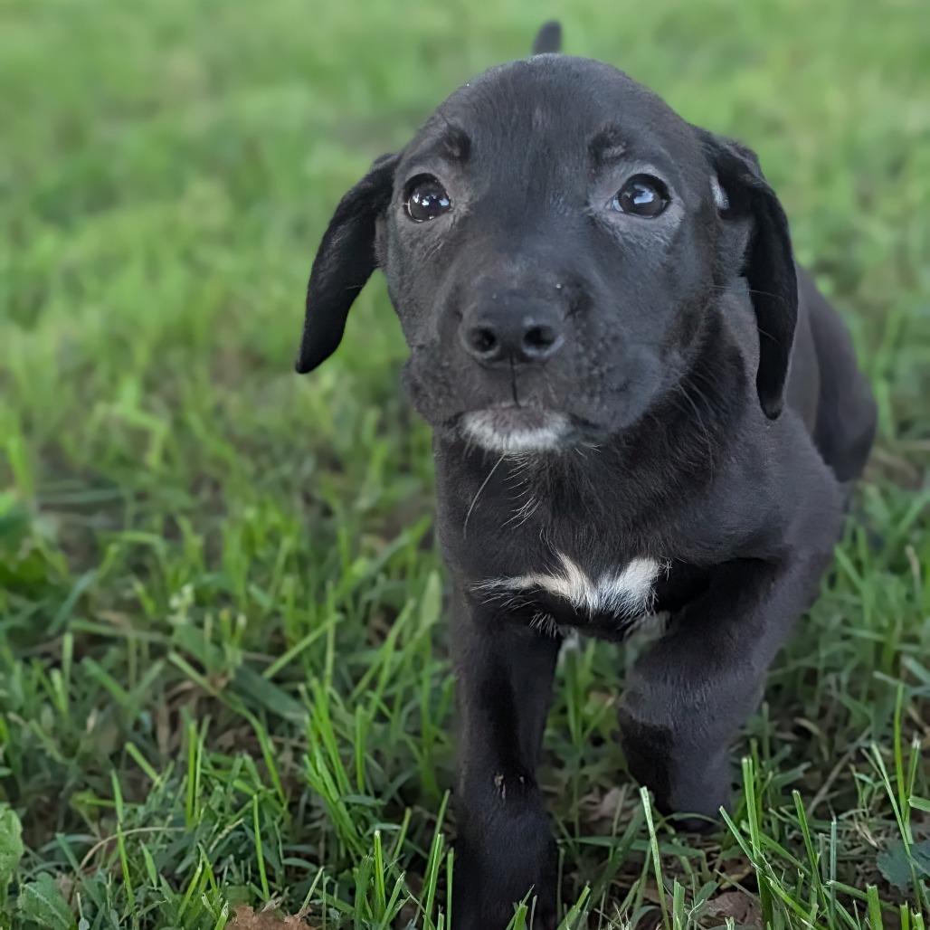 Enlarge Beth, a Adoptable Mixed Breed in Melbourne, KY image 1/4