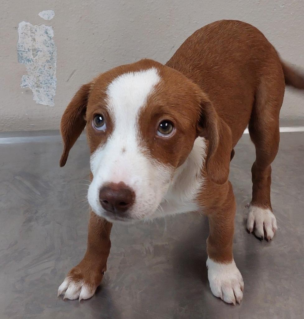 Enlarge Border Collie Puppy 4(Gemma), a Adoptable mixed breed in Mocksville, NC image 2/3