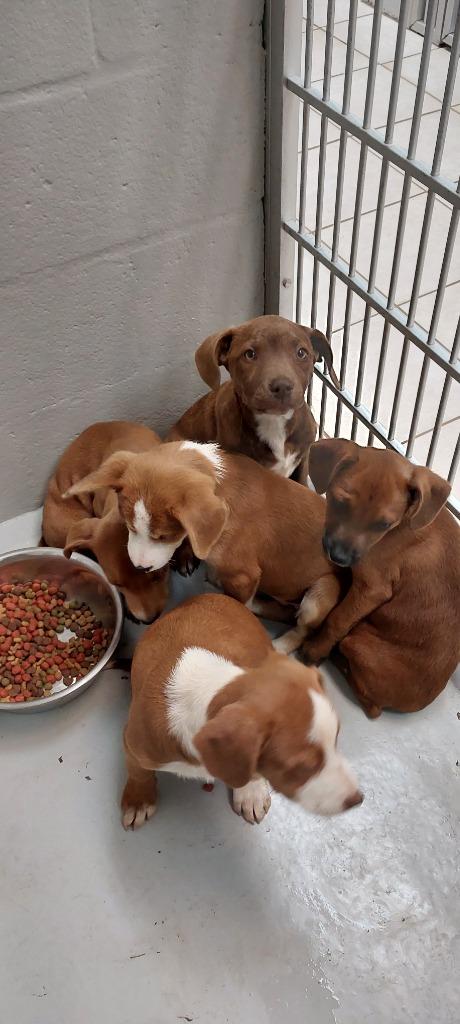Enlarge Border Collie Puppy 4(Gemma), a Adoptable mixed breed in Mocksville, NC image 3/3