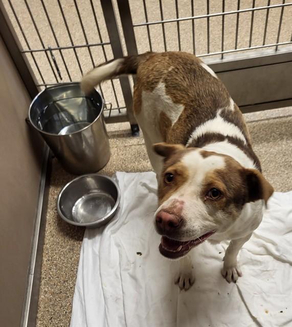 PASTAS, Adoptable, Young Female Pit Bull Terrier & Mixed Breed.