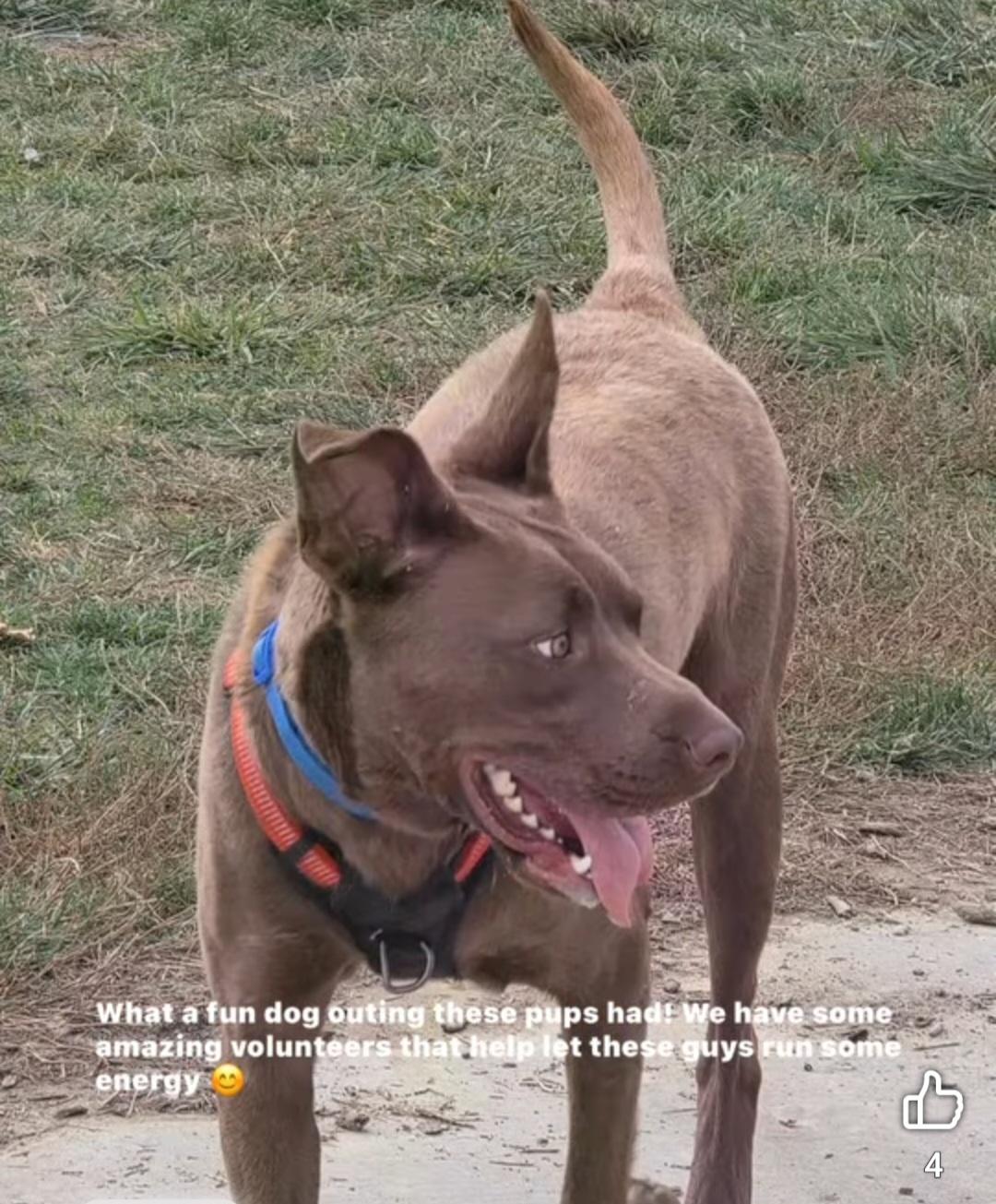 Lol-Cleveland, Adoptable, Adult Male Labrador Retriever.