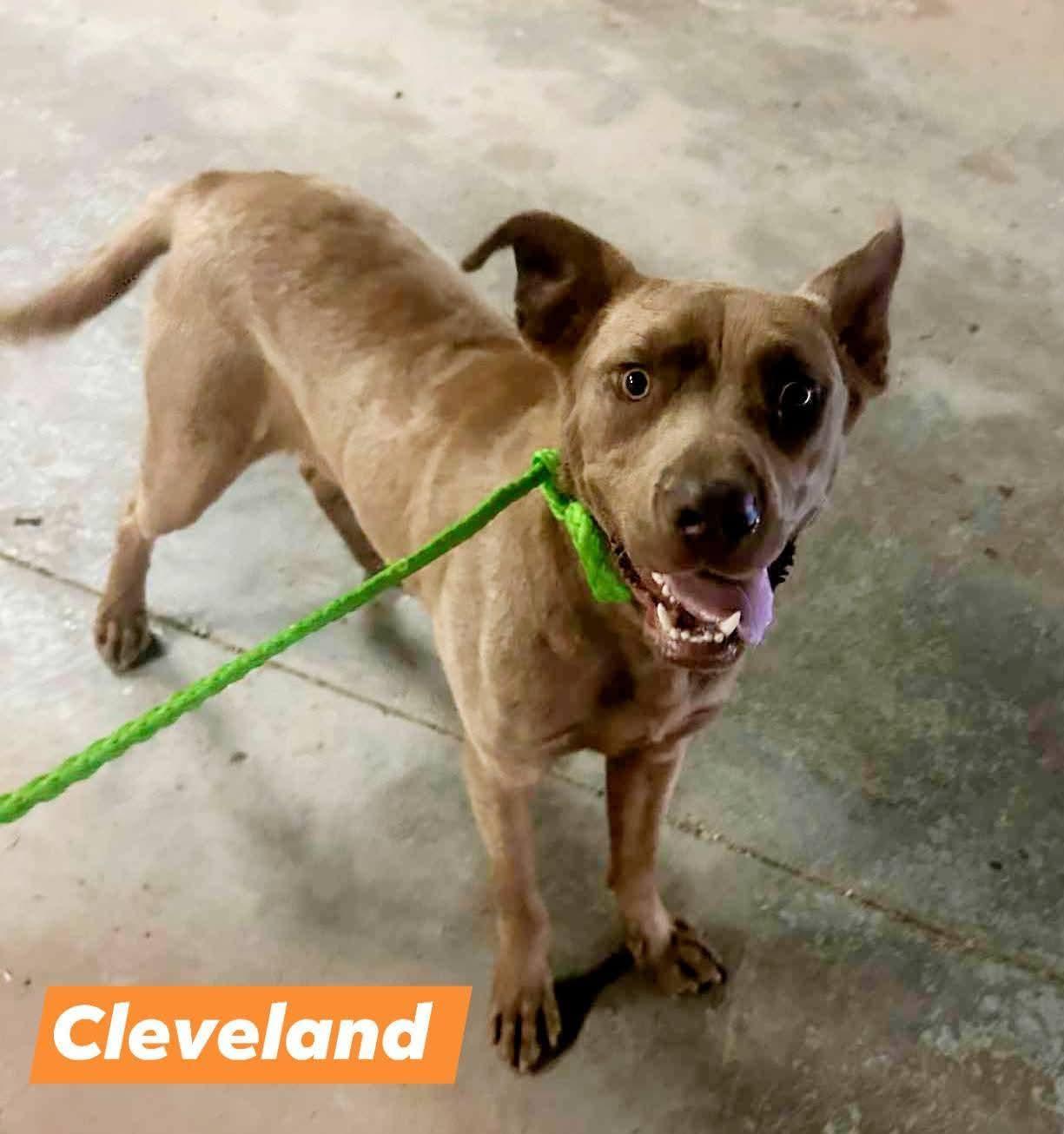 Lol-Cleveland, an adoptable Labrador Retriever in Billings, MT, 59101 | Photo Image 2