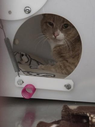 Redeye - WORKING CAT, Adoptable, Young Male Domestic Short Hair & Domestic Short Hair.