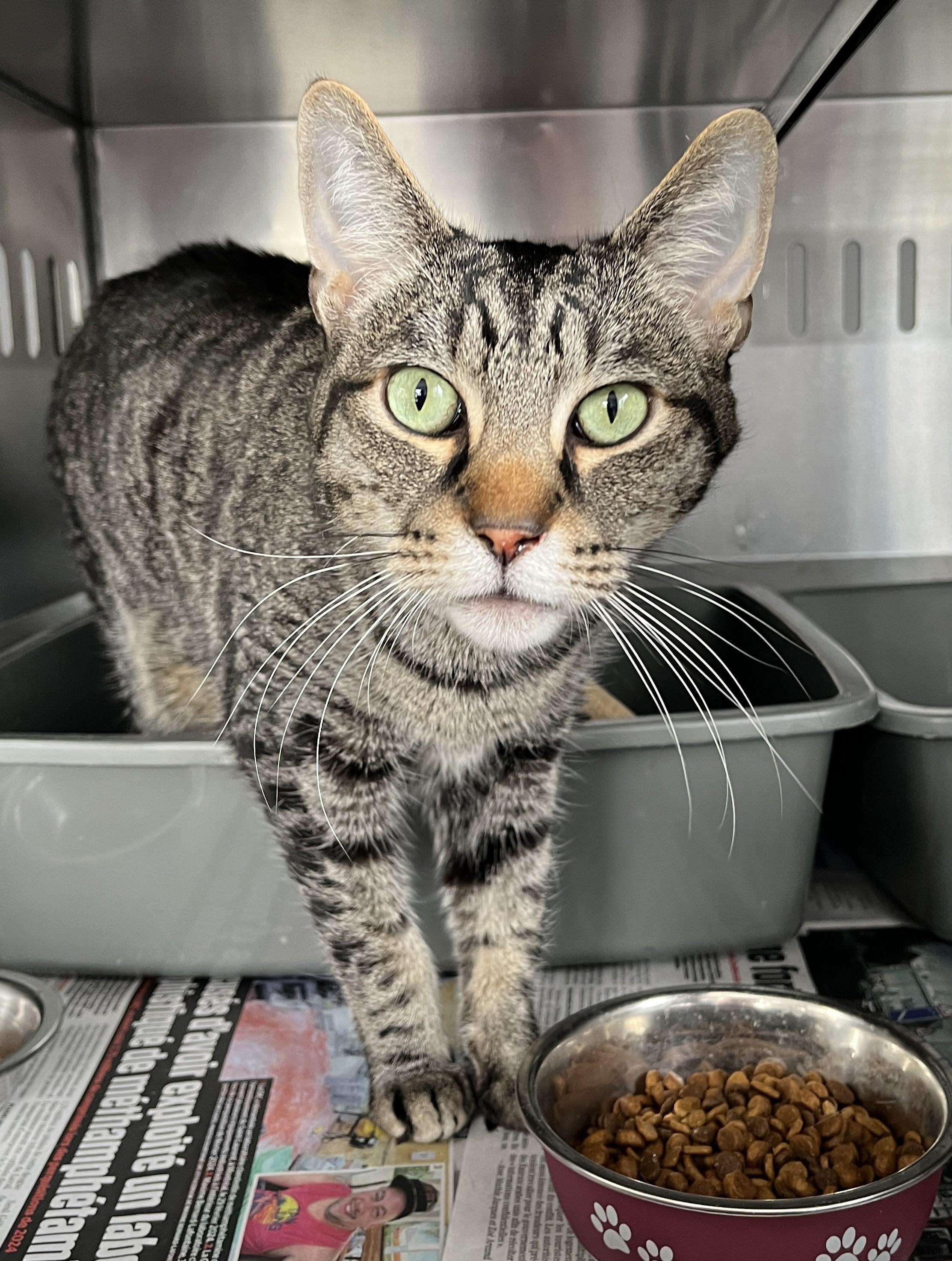 Enlarge AXEL (C/R), an adopted mixed breed in Sainte-Angele-de-Monnoir, QC image 3/6