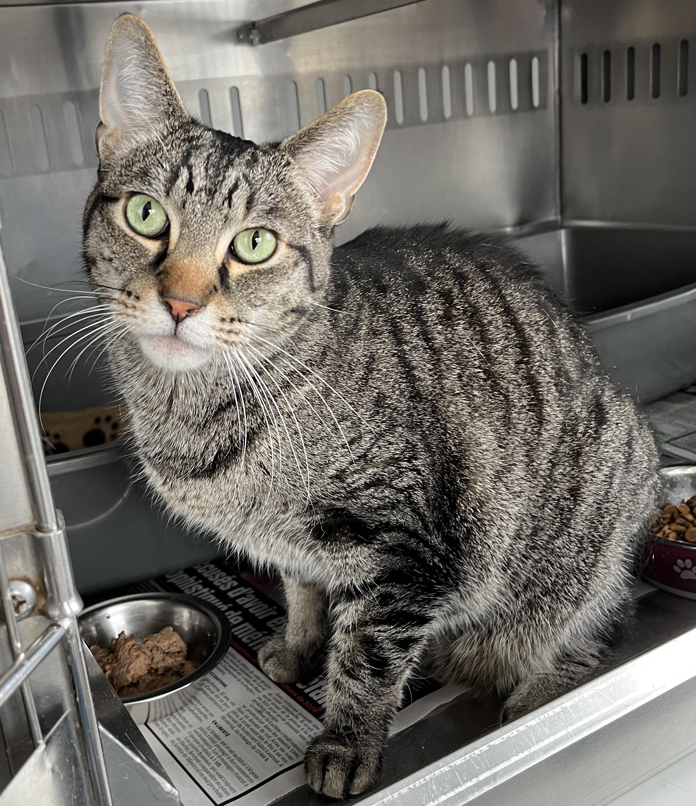 Enlarge AXEL (C/R), an adopted mixed breed in Sainte-Angele-de-Monnoir, QC image 2/6