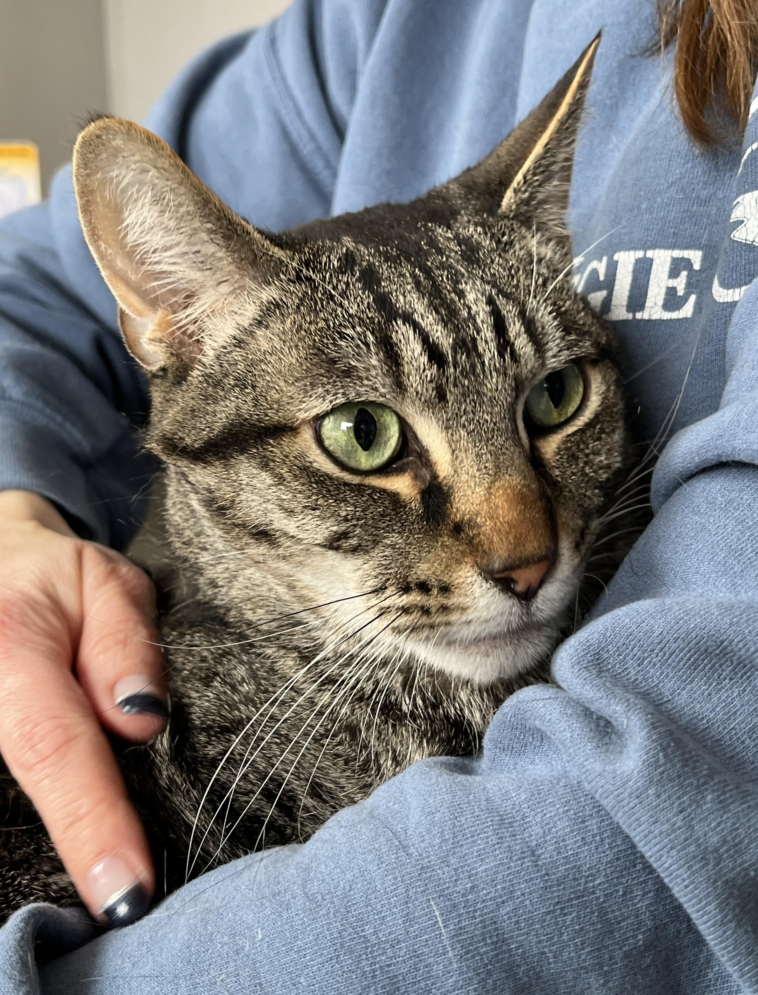 Enlarge AXEL (C/R), an adopted mixed breed in Sainte-Angele-de-Monnoir, QC image 1/6