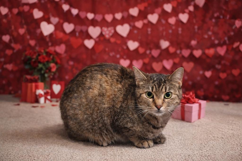 Cherry, Adoptable, Young Female Domestic Short Hair.