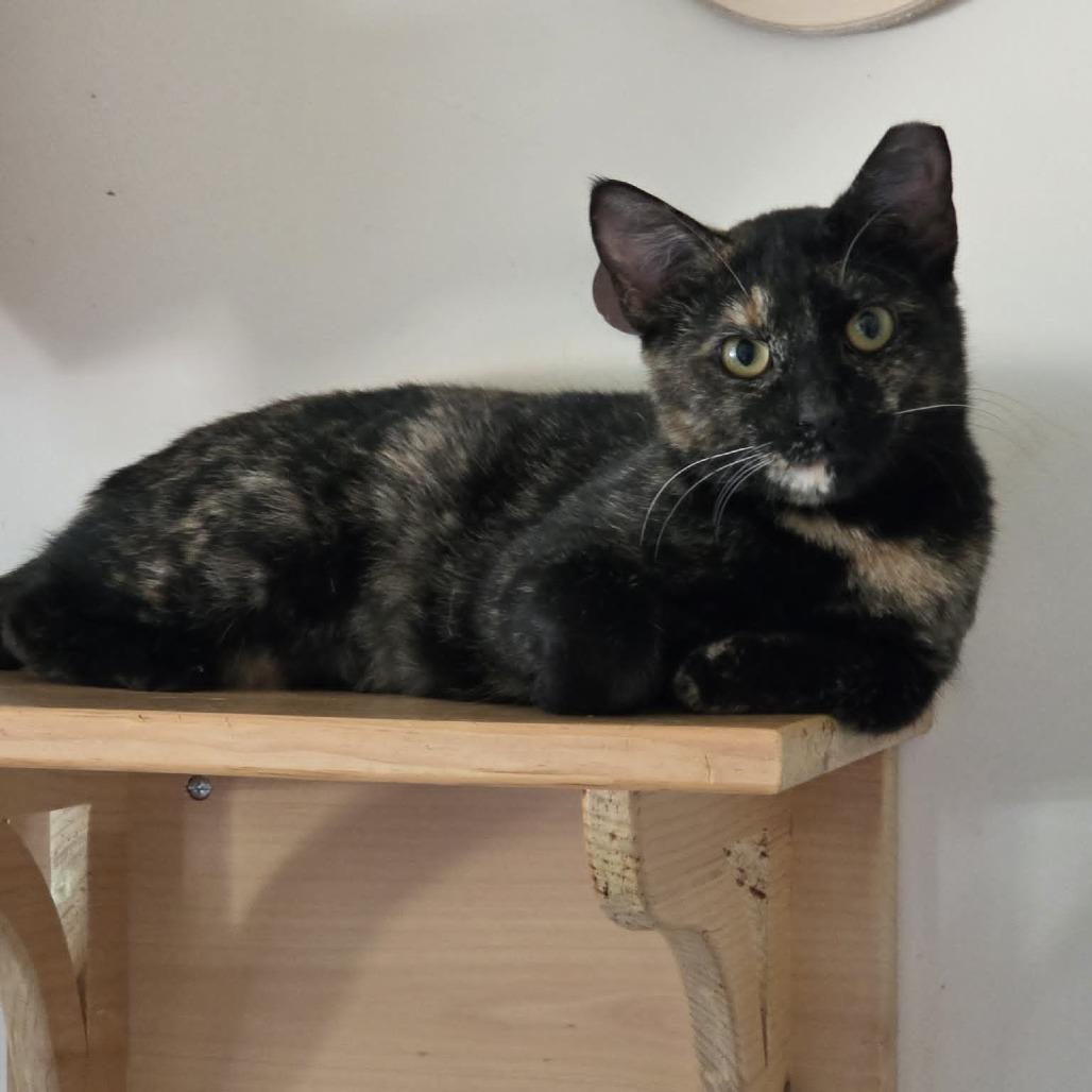 Joette, Adoptable, Young Female Domestic Short Hair.