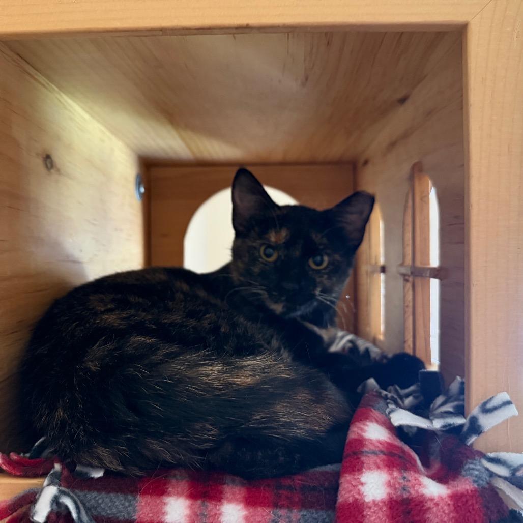Enlarge Joette, a Adoptable Domestic Short Hair in Ballston Spa, NY image 2/6