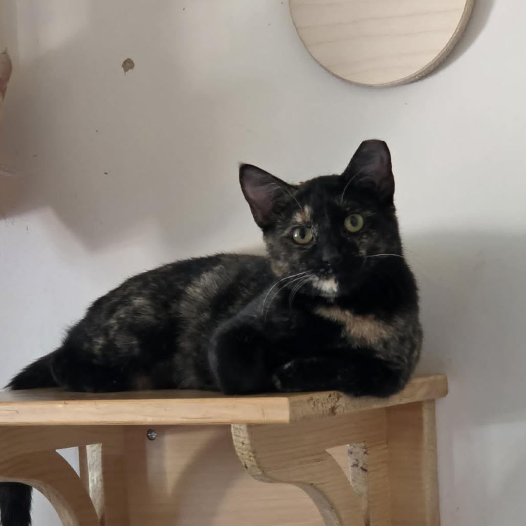 Enlarge Joette, a Adoptable Domestic Short Hair in Ballston Spa, NY image 3/6