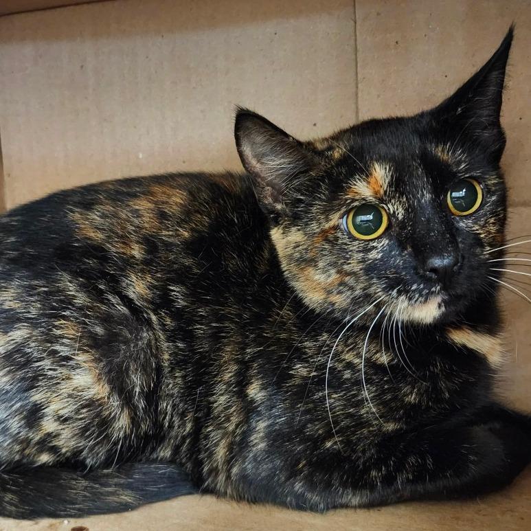 Enlarge Joette, a Adoptable Domestic Short Hair in Ballston Spa, NY image 4/6