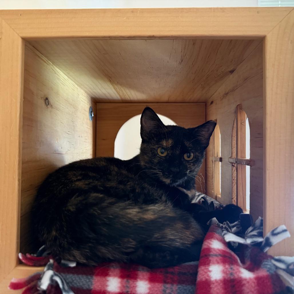 Enlarge Joette, a Adoptable Domestic Short Hair in Ballston Spa, NY image 5/6
