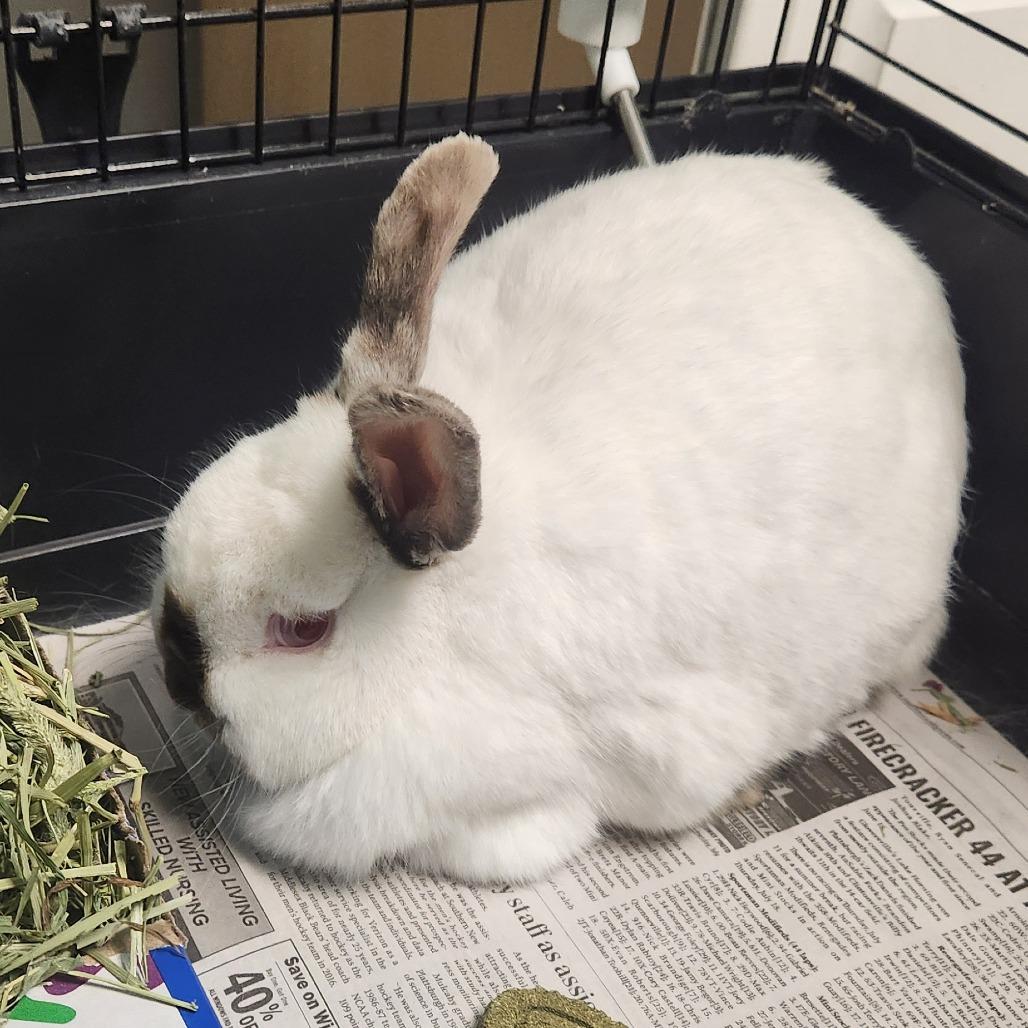 Tinman, a Adoptable Californian in Watertown, NY image 1/2