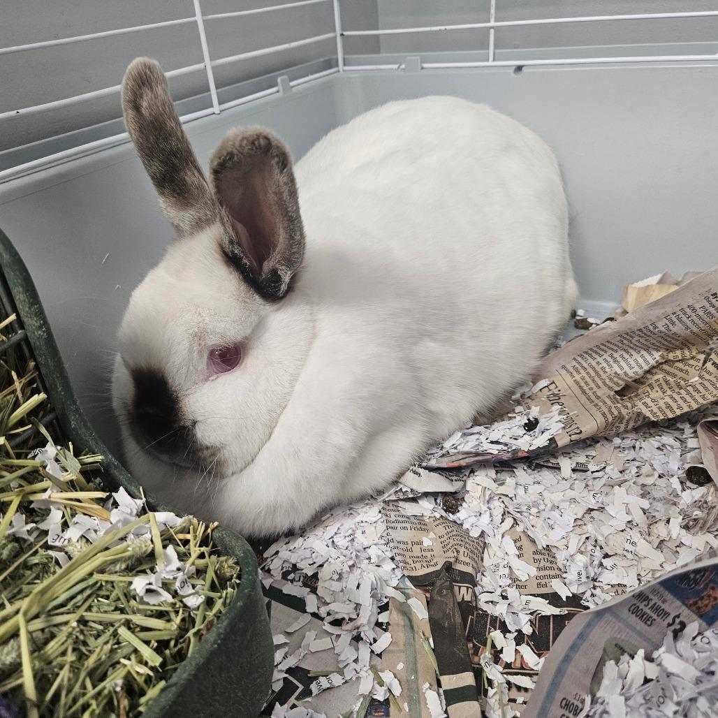 Tinman, a Adoptable Californian in Watertown, NY image 2/2