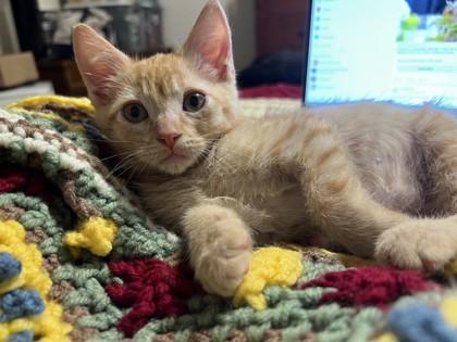 Wyatt, Adoptable, Kitten Male Domestic Short Hair & Domestic Short Hair.