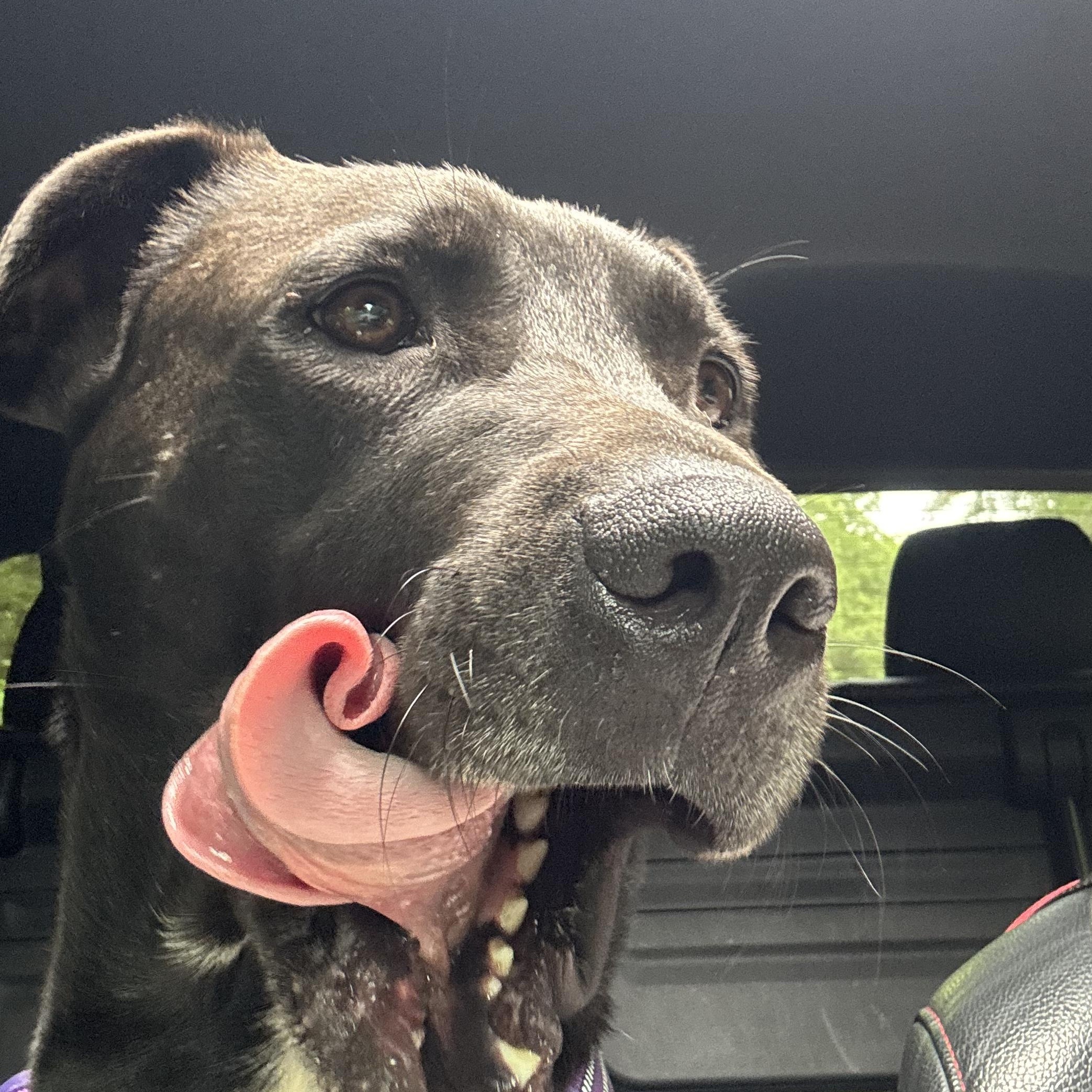 Harrison Ford, Adoptable, Young Male American Staffordshire Terrier & Carolina Dog.