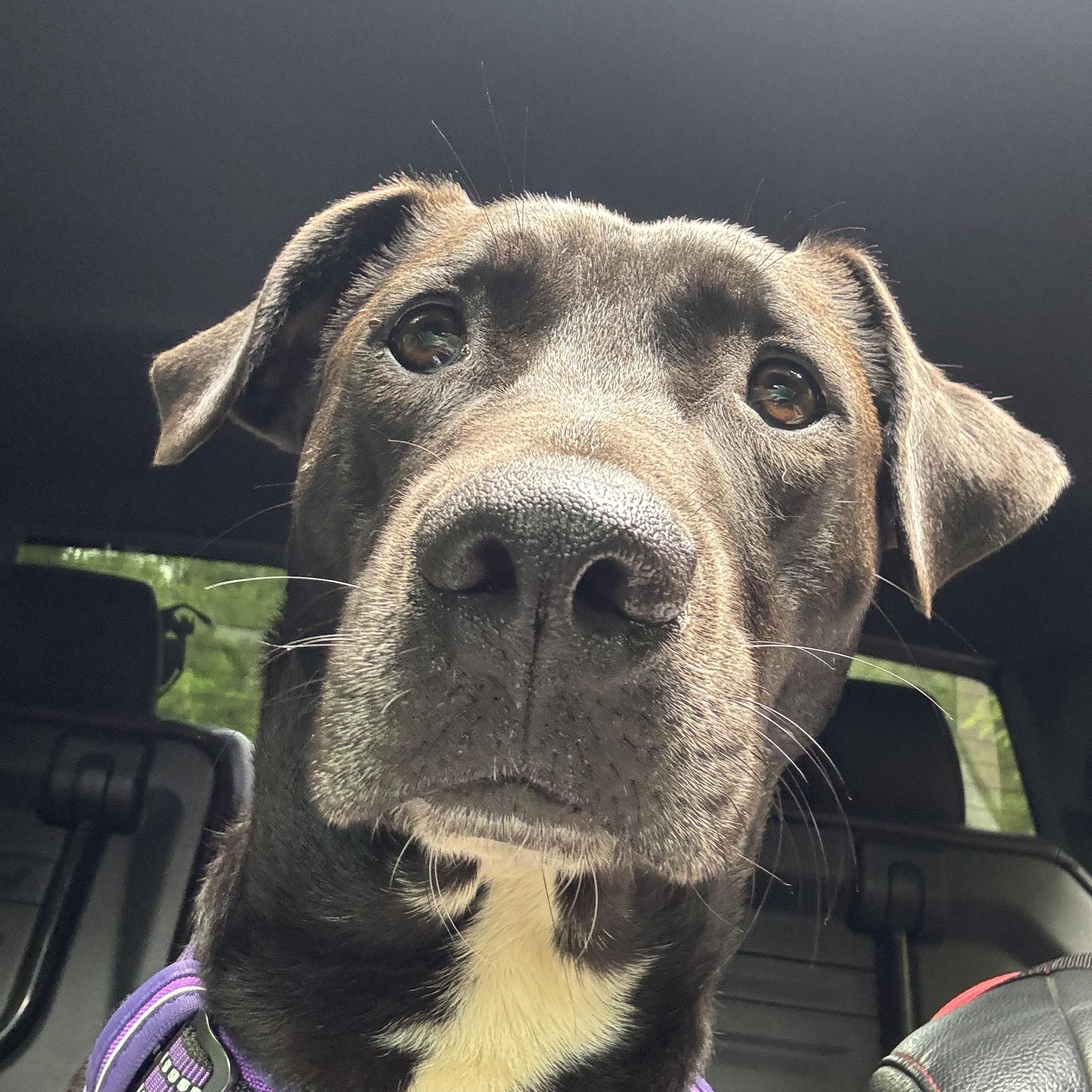 Harrison Ford, a Adoptable mixed breed in Ragland, AL image 5/6