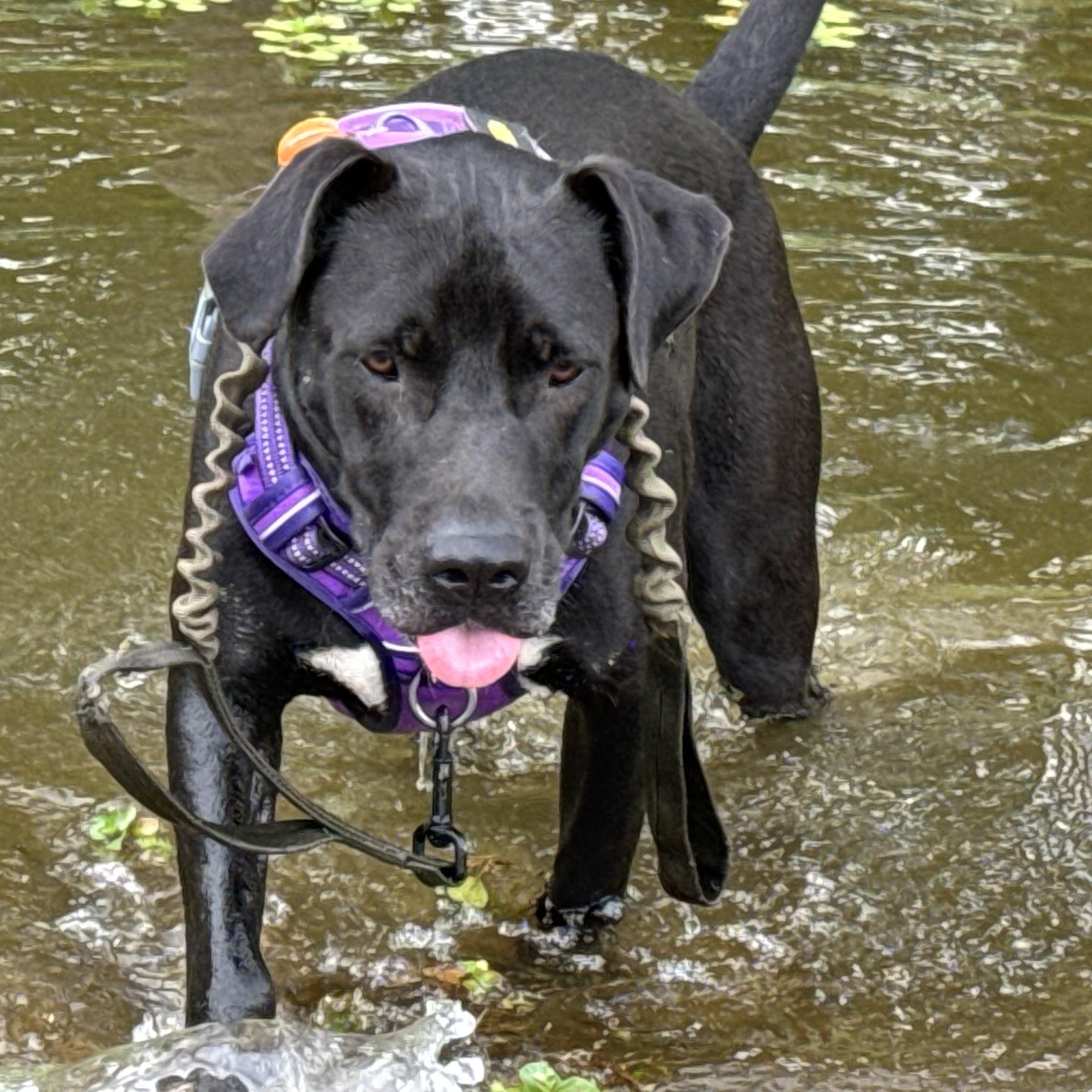 Harrison Ford, a Adoptable mixed breed in Ragland, AL image 3/6