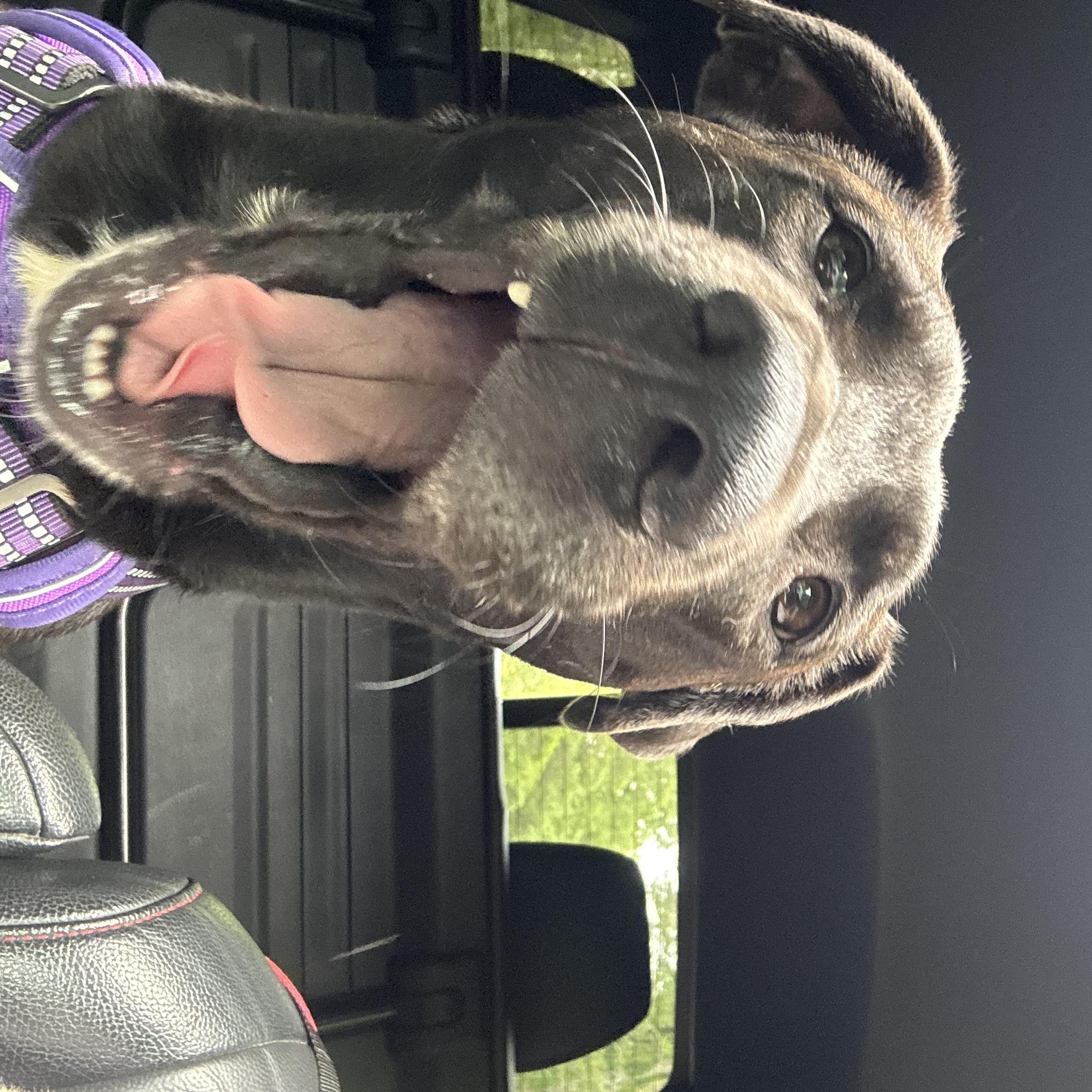 Harrison Ford, a Adoptable mixed breed in Ragland, AL image 6/6