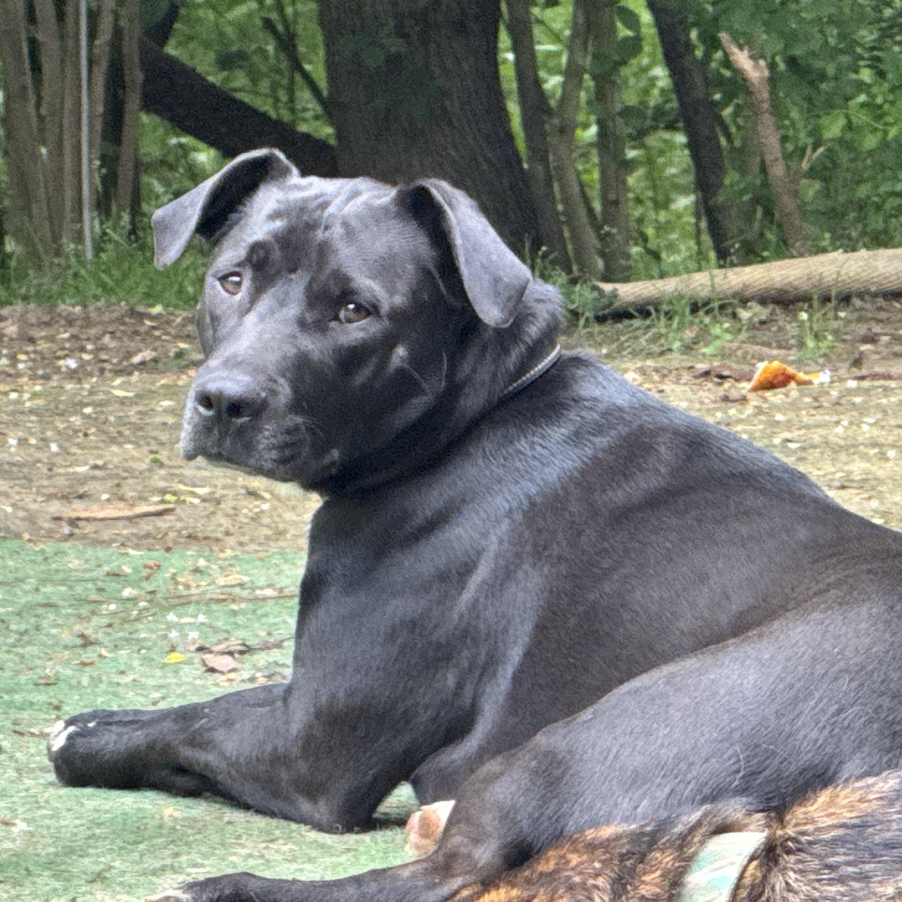 Harrison Ford, a Adoptable mixed breed in Ragland, AL image 4/6