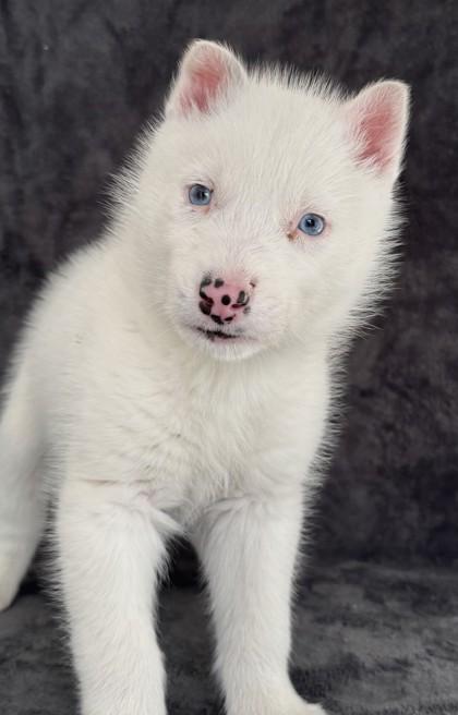 Enlarge Jake, a ADOPTABLE Siberian Husky in Buffalo, MN image 1/1