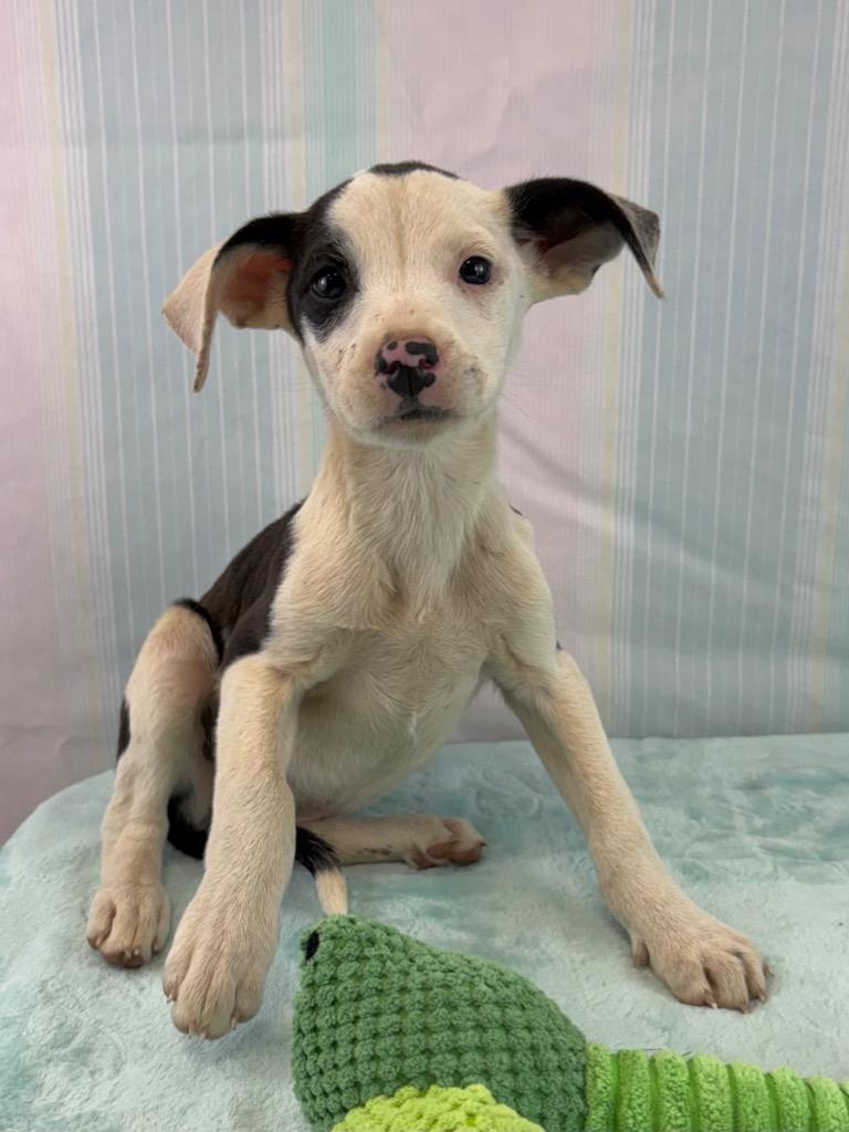 Enlarge Cake, a Adoptable mixed breed in Nacogdoches, TX image 1/2