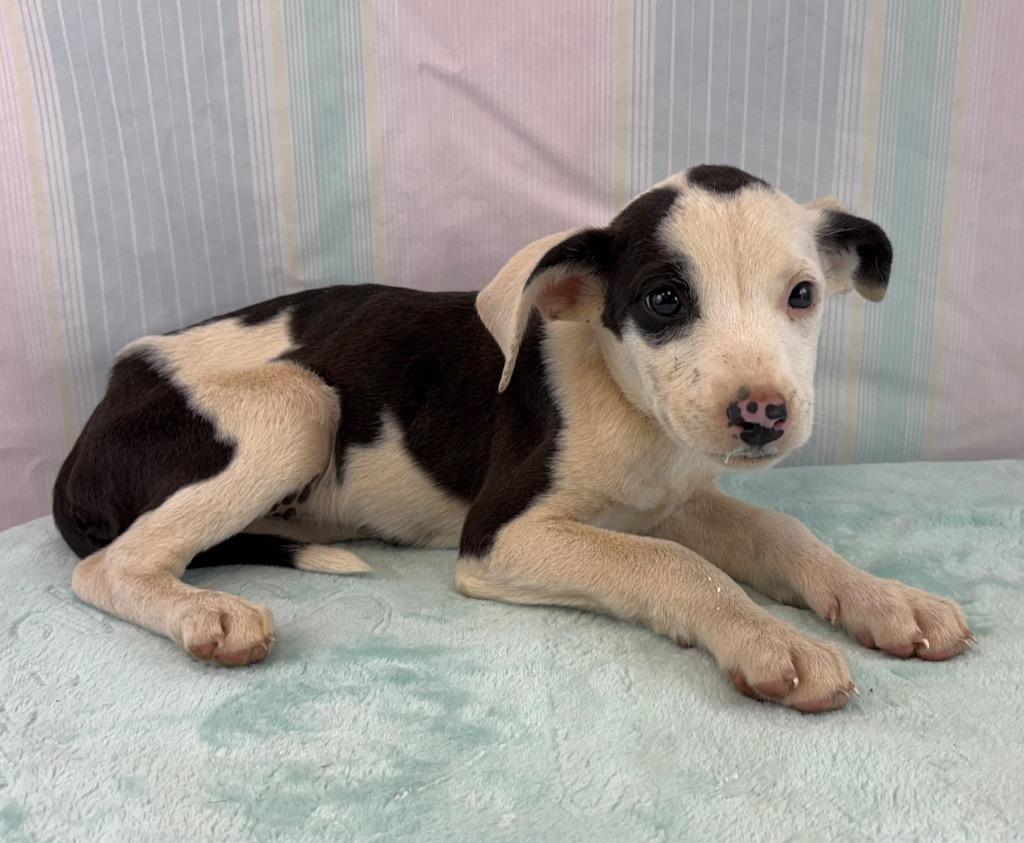 Enlarge Cake, a Adoptable mixed breed in Nacogdoches, TX image 2/2