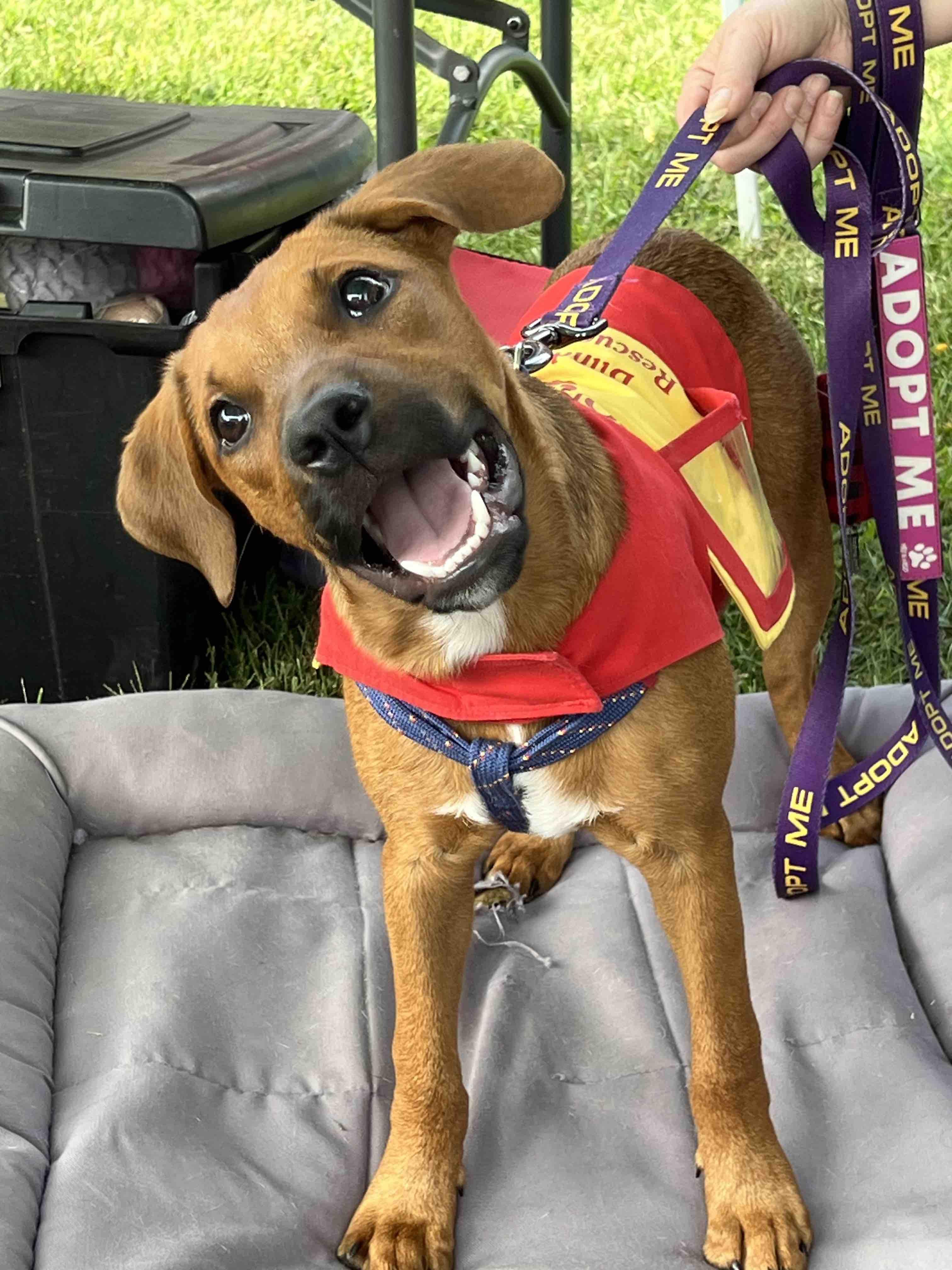 Ben (PA) playful, Adoptable, Puppy Male Hound & Black and Tan Coonhound.