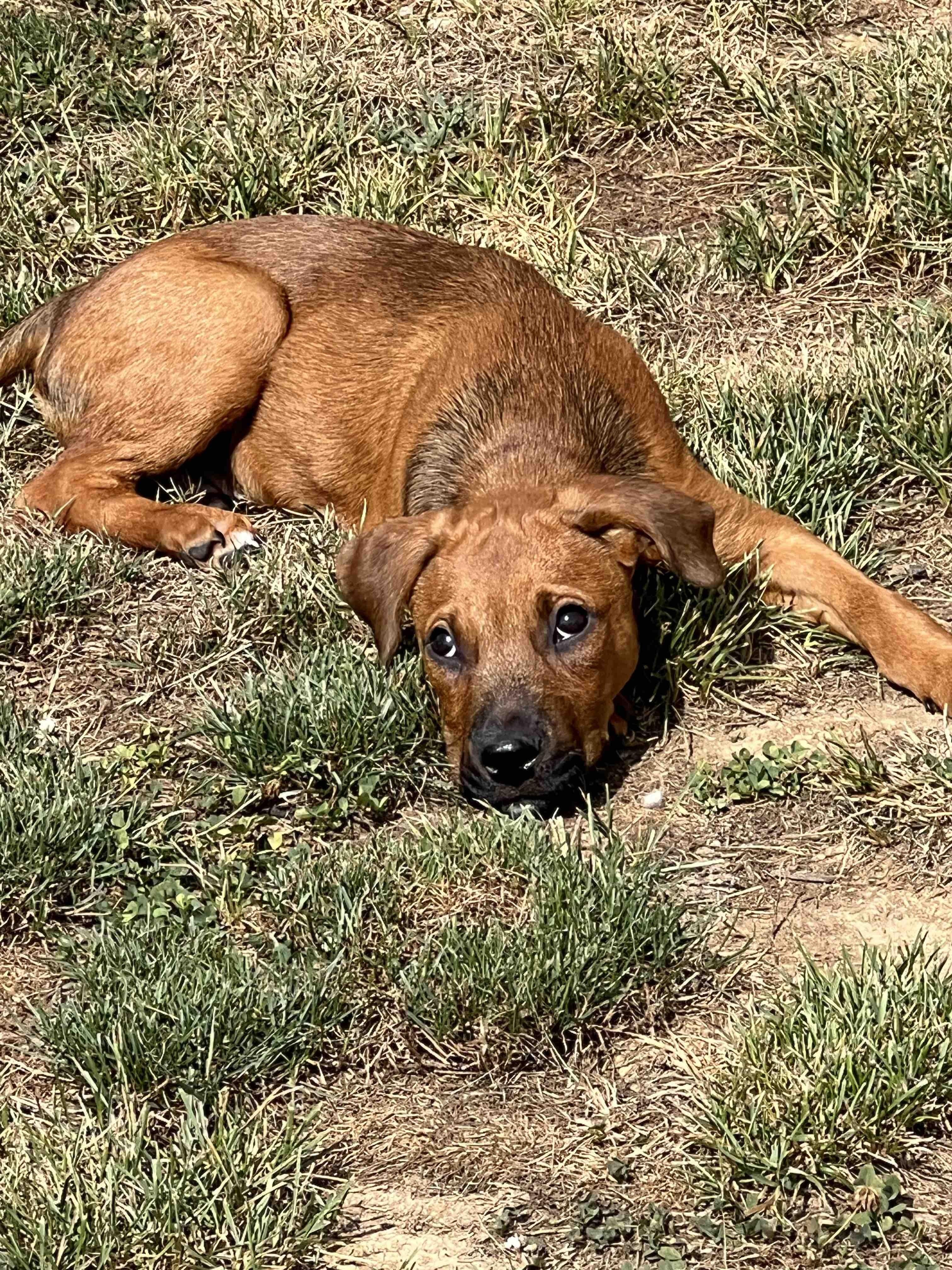 Ben (PA) playful, a ADOPTABLE mixed breed in York, PA image 3/3